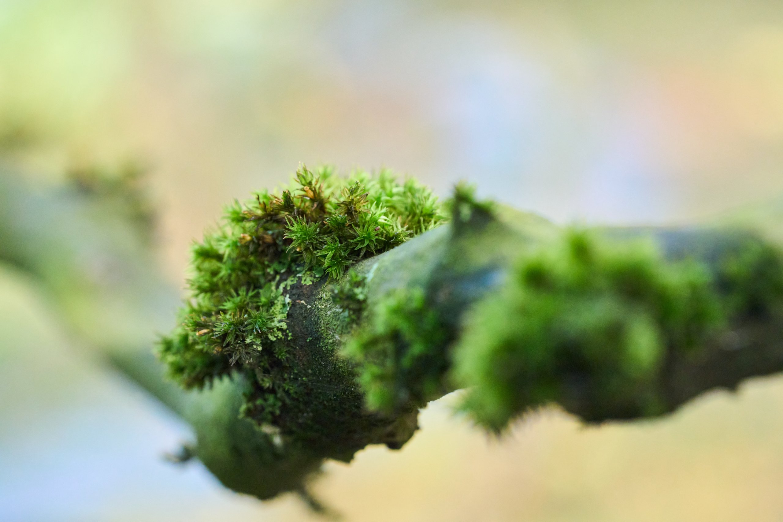 2025 11 02 Gruga 0024